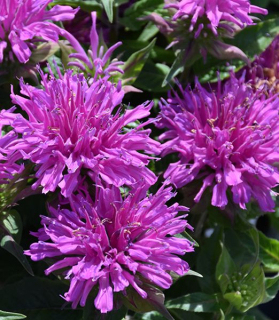 Monarda didyma 'Balmy Lilac'
